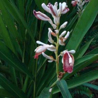 Alpinia calcarata (Andrews) Roscoe